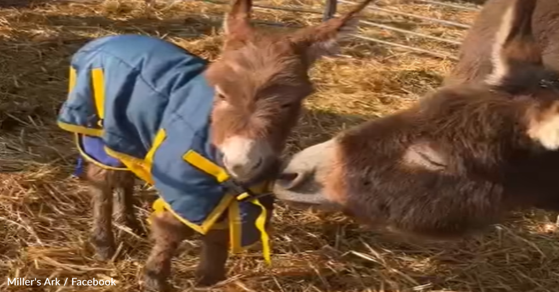 Stolen Donkey Foal Returns Home For Sweet Reunion With Mom