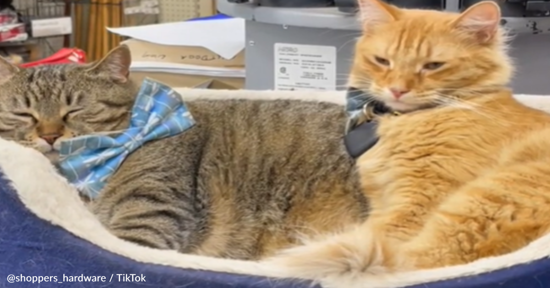 Store Cats Follow Daily "Work" Routine That Includes Naps And Snuggles