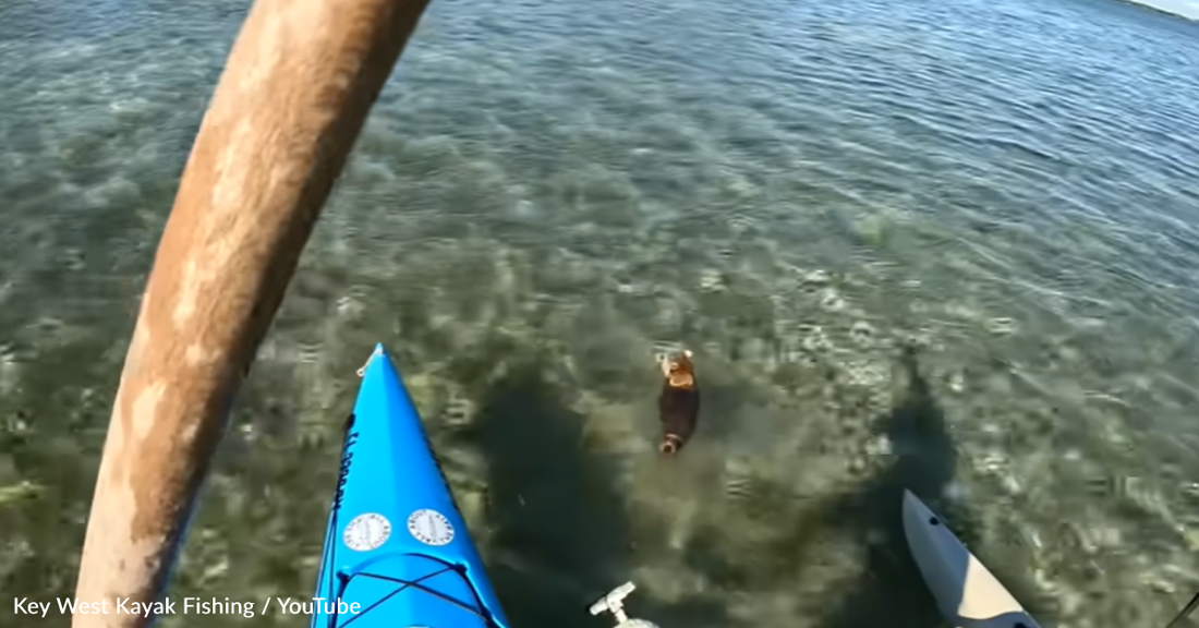 Florida Fisherman Rescues Baby Raccoon Struggling In The Ocean