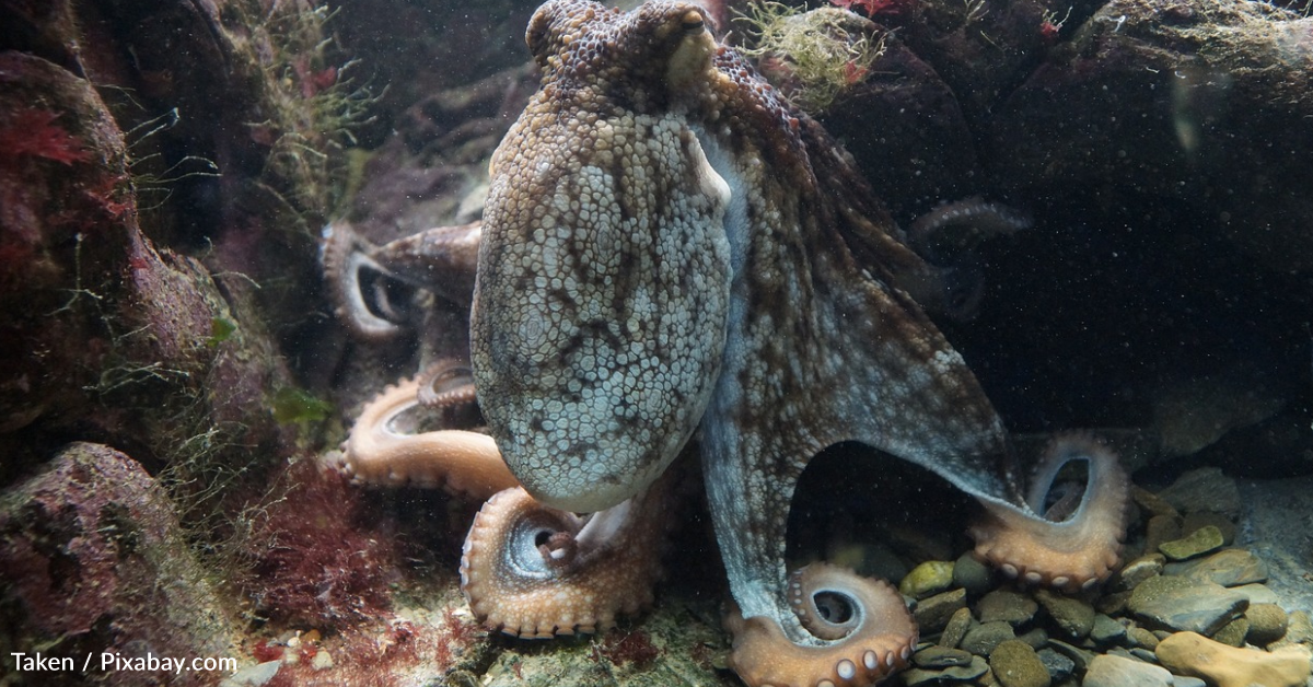 Study Finds Octopuses Edit Their Own Genetic Code To Adapt To Cold ...