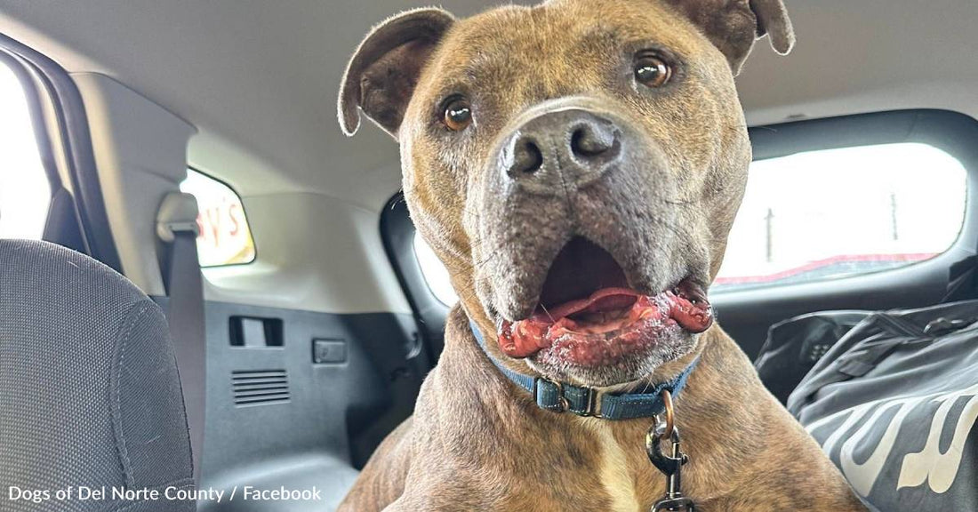 Dog Dumped At Shelter During Parents' Divorce Doesn't Understand Why He's Not Going Home