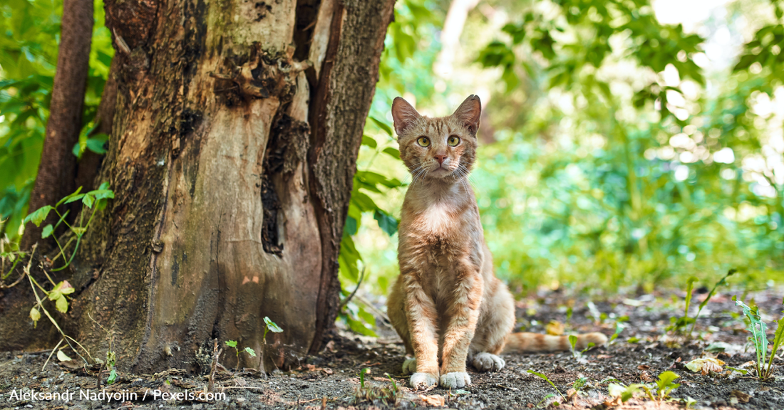 Adventurous Cat Travels 70 Miles One-Way By Hitchhiking With Strangers