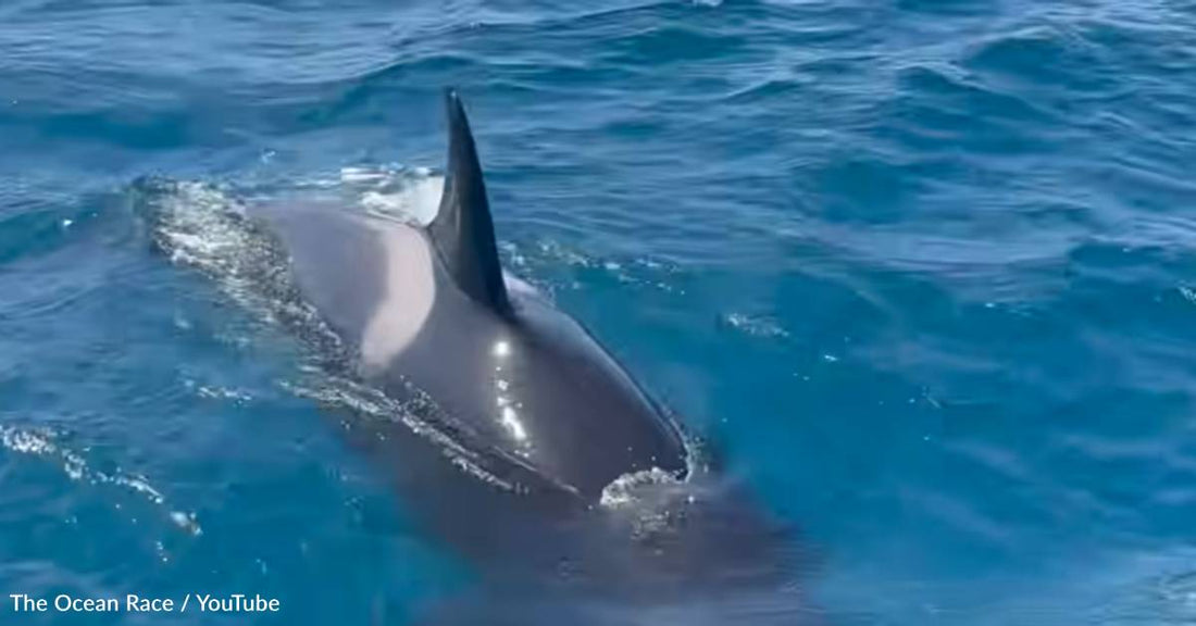 Killer Whales Attack Boats During International Race