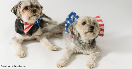 How To Protect Your Dogs From Fireworks This Fourth Of July