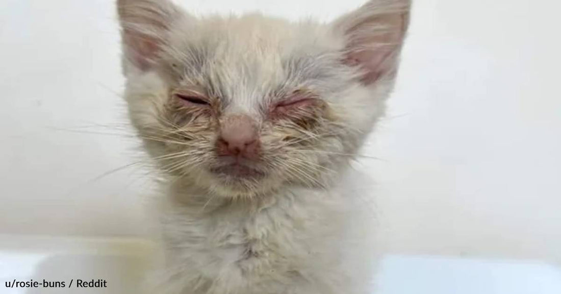 Photos Show The Transformation Of Rescue Cats Before And After Adoption