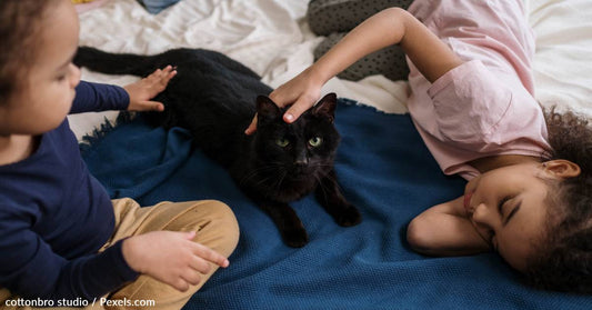 How To Teach A Young Child To Properly Interact With A Cat