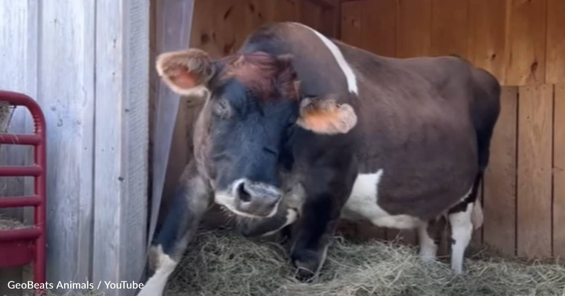 Old Dairy Cow Finds New Home After Farm Deems Her Useless