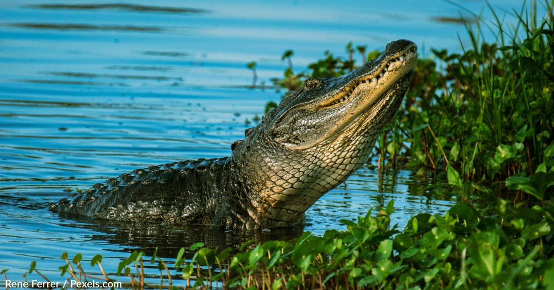 82-Year-Old Woman Survives Alligator Attack While Walking Her Dog