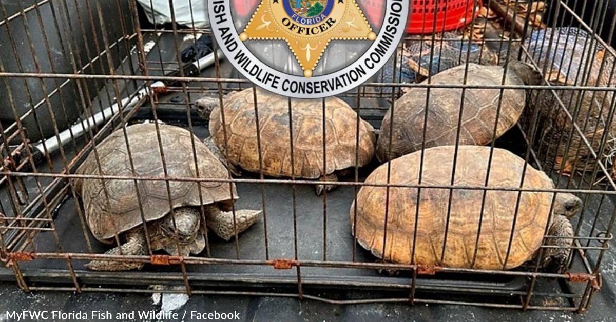 Authorities Rescue Four Tortoises Caged In 100-Degree Temperatures ...