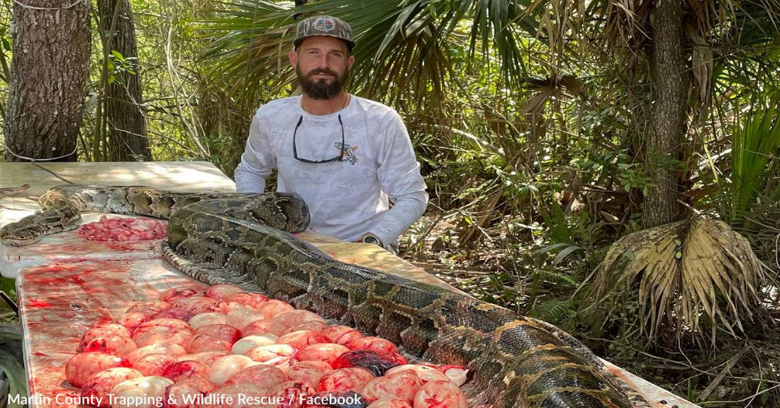 Florida's "Python Cowboy" Traps Massive 16ft Snake With 60+ Eggs Inside