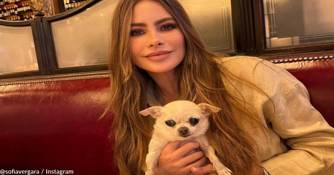 Sofia Vergara Celebrates Her Tiny Senior Dog's 10th Birthday