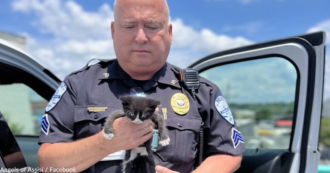 Hospital Staff Helps Rescue 6-Week-Old Kitten Abandoned In A Dumpster