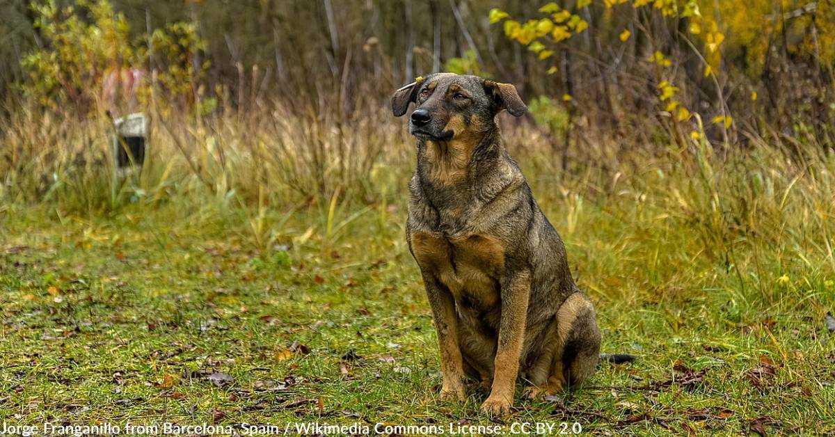 Study Finds Dogs Living In Chernobyl Have Mutated DNA That Helps Them ...