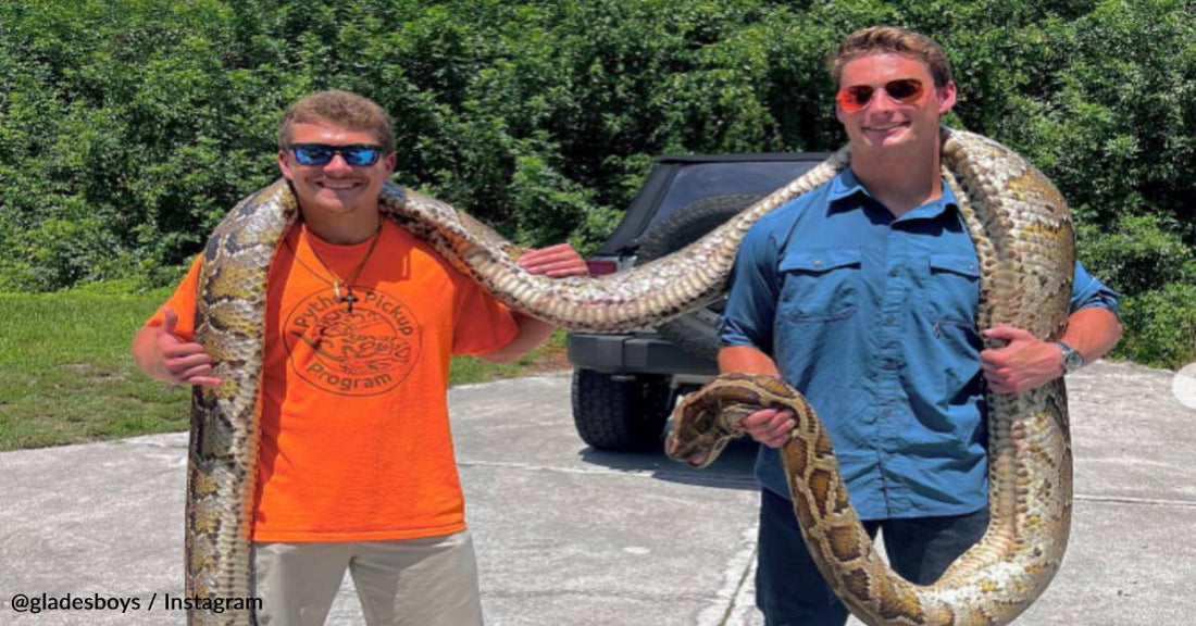 Men Trap Word Record-Breaking Burmese Python In Florida Everglades