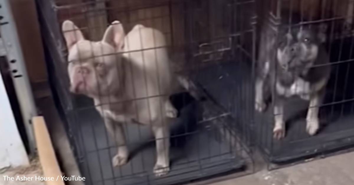 Rescuer Convinces Neglectful Owner To Surrender Four French Bulldogs ...