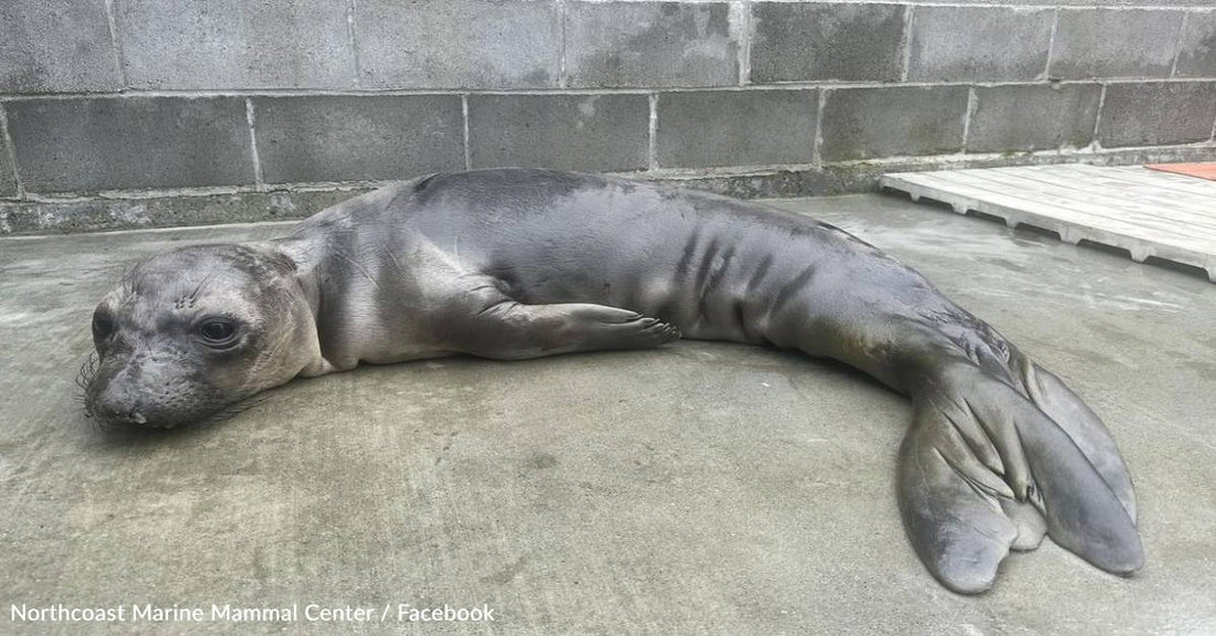 Rescue Seals Kiss Each Other Goodbye When They're Finally Set Free