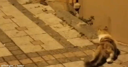 Tiny Mouse Chases Hungry Cat Away And Lives To Tell The Tale