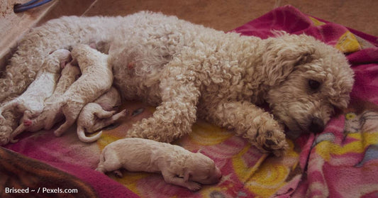 How Long Are Dogs Pregnant? (And Other Dog Pregnancy Facts)