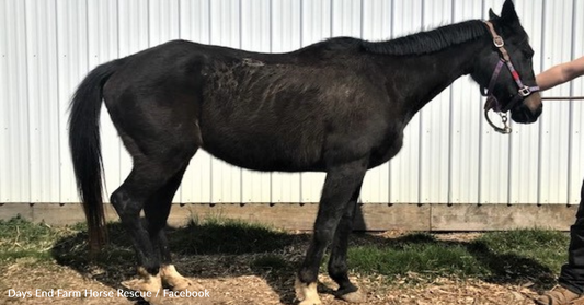Neglected Horse Finally Gets Adopted After Four Years At A Rescue