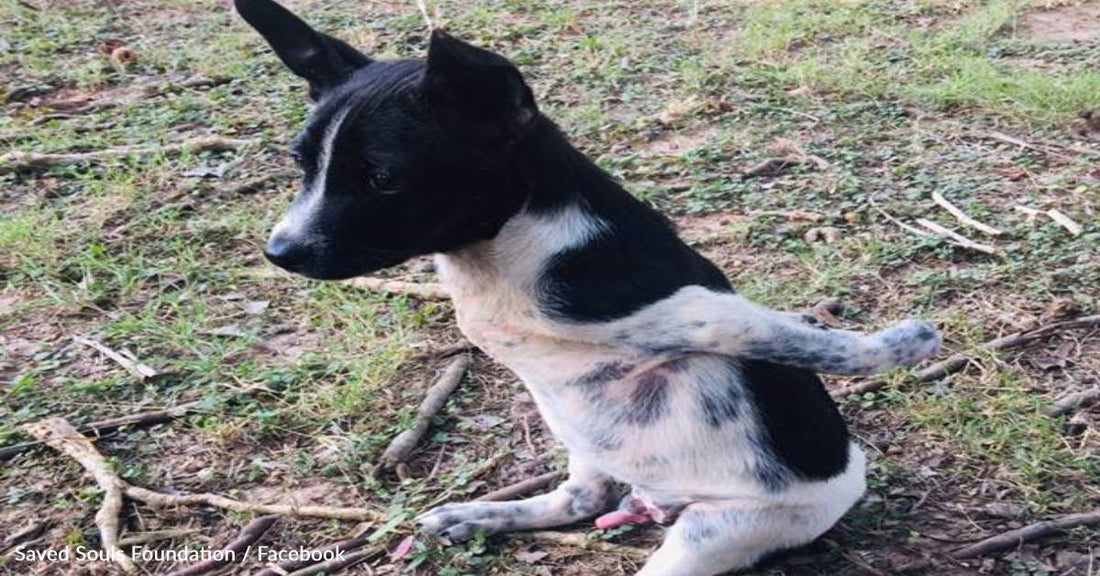 Rescue Puppy With Rare Birth Defect Defies Odds And Lives To Adulthood