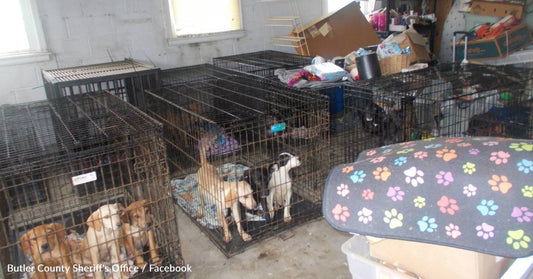 Ohio Animal Rescue Faces Criminal Investigation After 30 Dogs Found Dead
