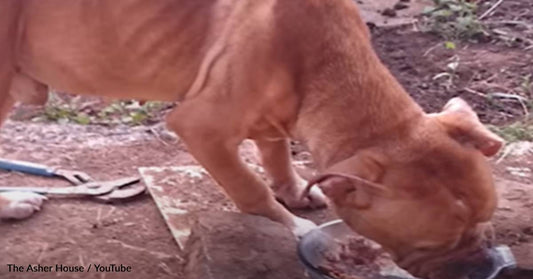 Man Rescues Stray Dog Found Eating From A Trash Can