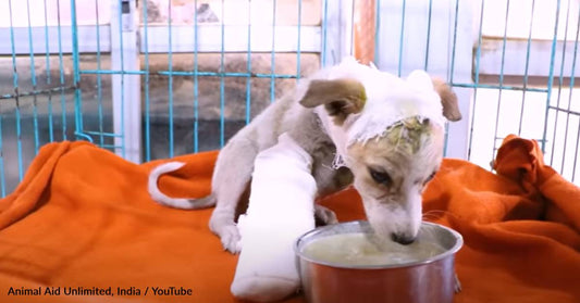 Stray Puppy With Open Fracture Wound Finally Gets The Help He Needs
