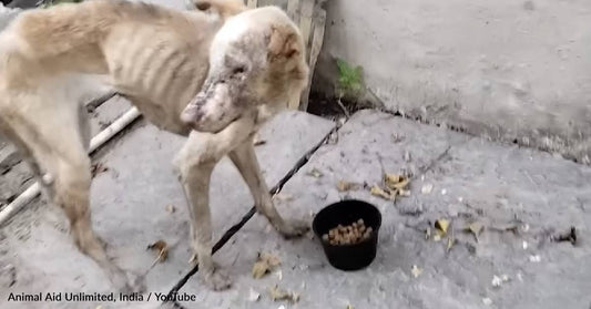 Rescuers Save Elderly Dog Suffering On The Streets Of India