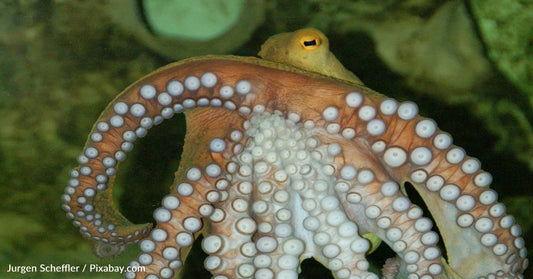 How Octopuses And Squid Taste The World Around Them