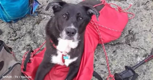 Good Samaritans Spend 16 Hours Helping Injured Dog Down A Mountain