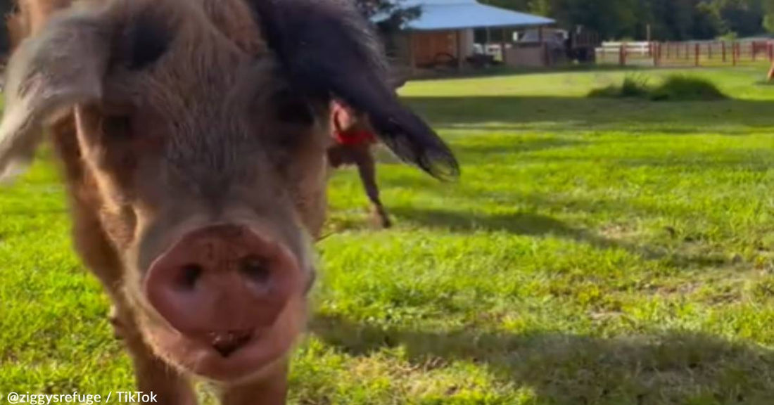 11-Year-Old Rescue Pig Enjoys First Walk Around Her New Home
