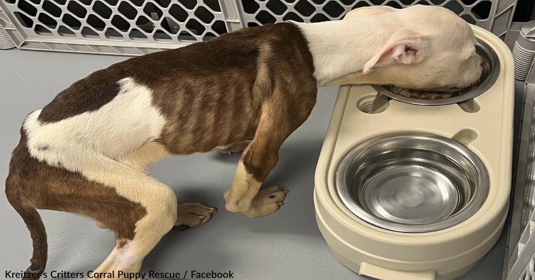 Starving Pittie Learns To Trust After Rescuers Give Her A Second Chance At Life