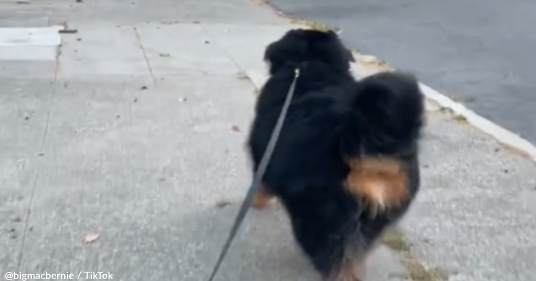 Bernese Mountain Dog Is Too Excited To Greet His Favorite Human