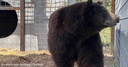 Wild Bear Suspected Of 20+ Home Invasions Moves To Colorado Sanctuary