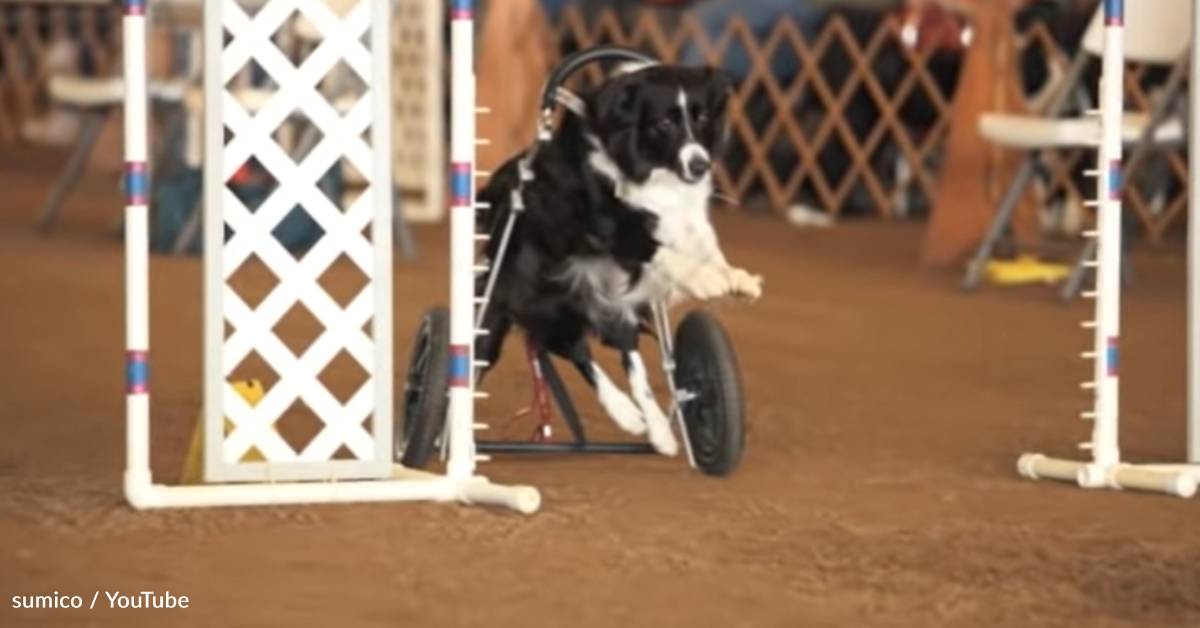 Former Agility Dog Runs Competition After Injury Leaves Her Paralyzed ...