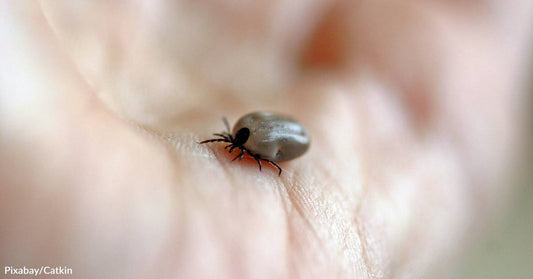 Ticks Prefer Humans Over Animals When it Comes to Choosing Hosts