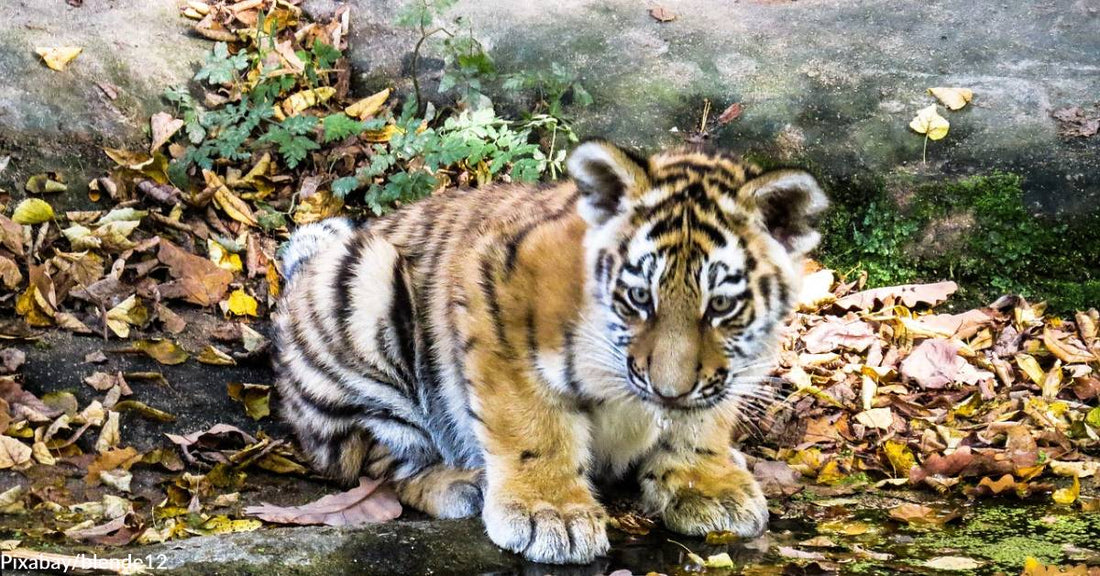 Tiger Cub Confiscated During New Mexico Shooting Investigation Sent to Colorado Sanctuary