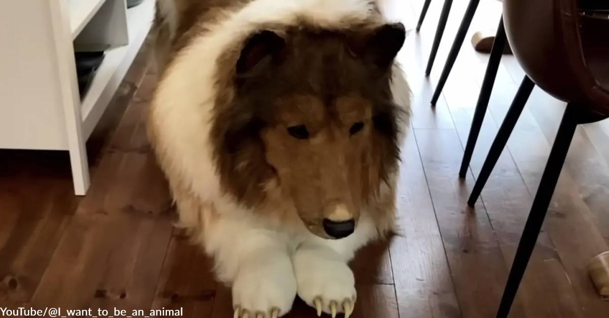 Toco the Human Dog — Japanese Man Has Life-Like Collie Costume Made to ...