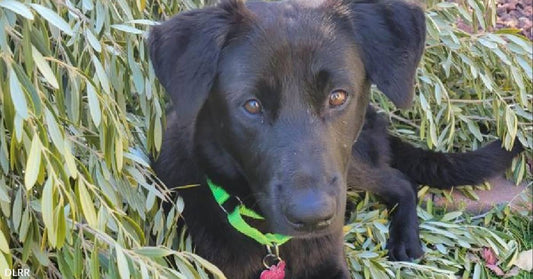 Sweet, Adoptable Lab Puppy, Tuckson, Would Very Much Like to Meet You!