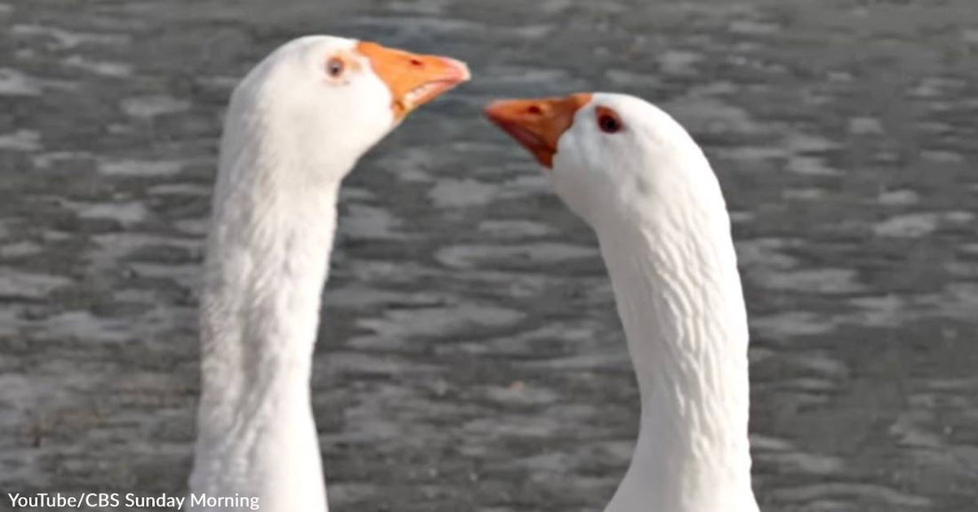 Love Story: Lonely Goose Whose Mate Died Finds a Match on Social Media