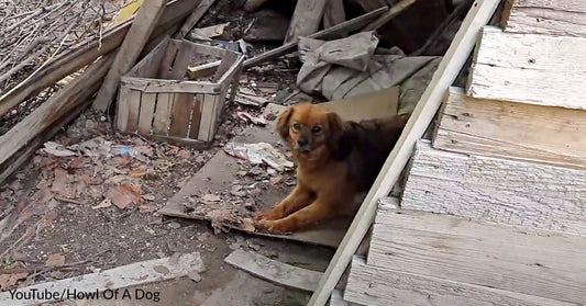 Dog Gets Left Behind When Owner Dies, Lives Alone In Empty House For Months