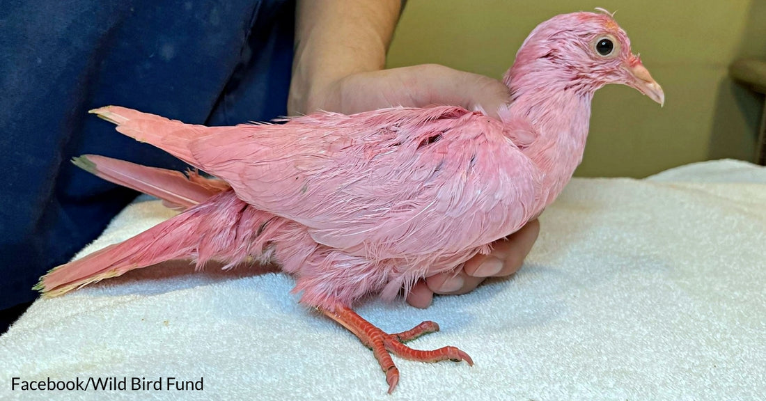 How a Dyed Pink Pigeon Found Hope and Redemption on the Streets