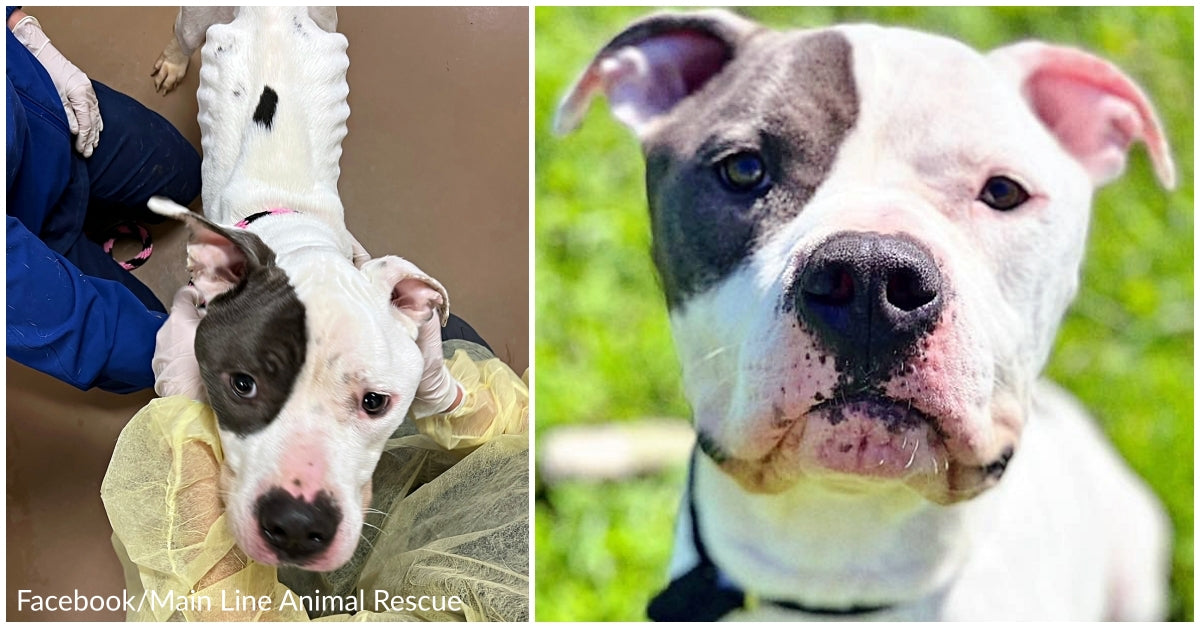 ‘Skeleton’ Dog Found Tied To A Tree Makes An Incredible Transformation ...