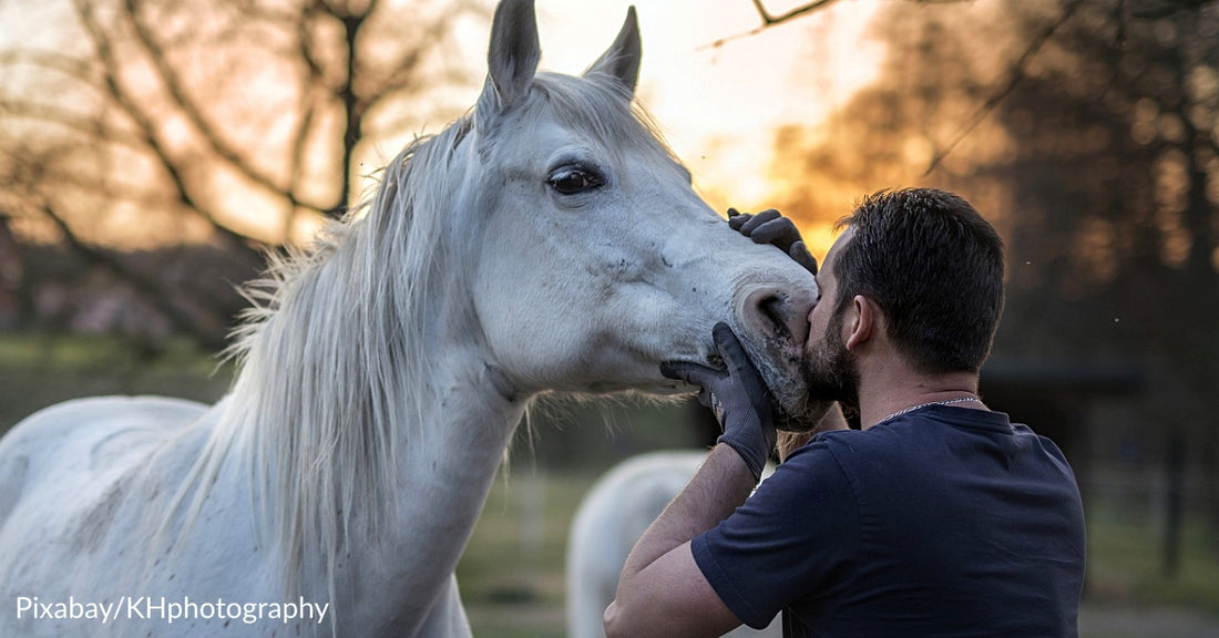 Veterans Struggling With Mental Health Turn To Horse Therapy To Help Them Heal