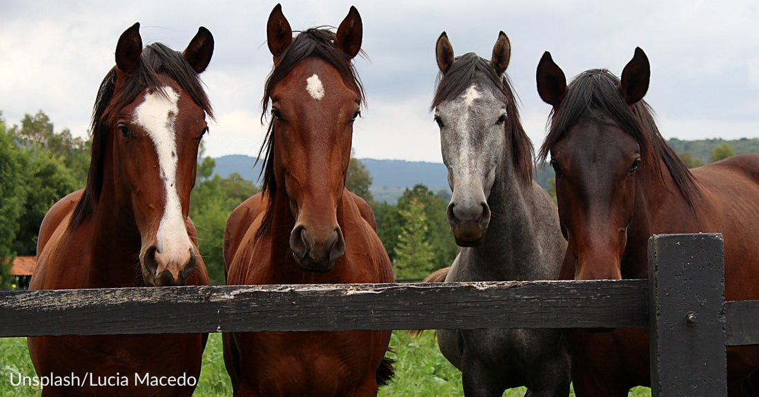 Couple Saves Terrified Horses From Slaughter And Nurses Them Back To Health