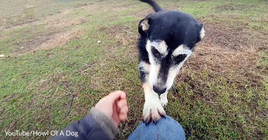 Homeless Dog Who Lived In A Field For 7 Years Paws At Rescuers, Begging To Be Saved