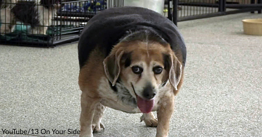 100-Pound Beagle Rescued From Abusive Home Loses 20 Pounds, Gains A New Life & Family