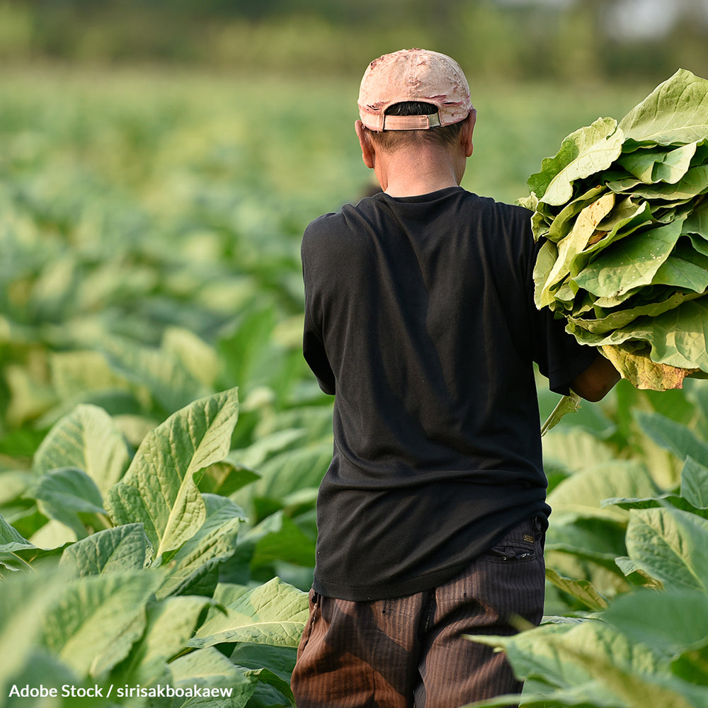 Keep Children Out Of The Tobacco Industry