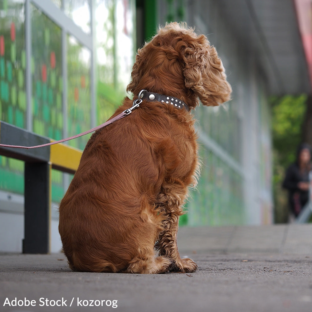 Take a Stand For Dogs in Texas