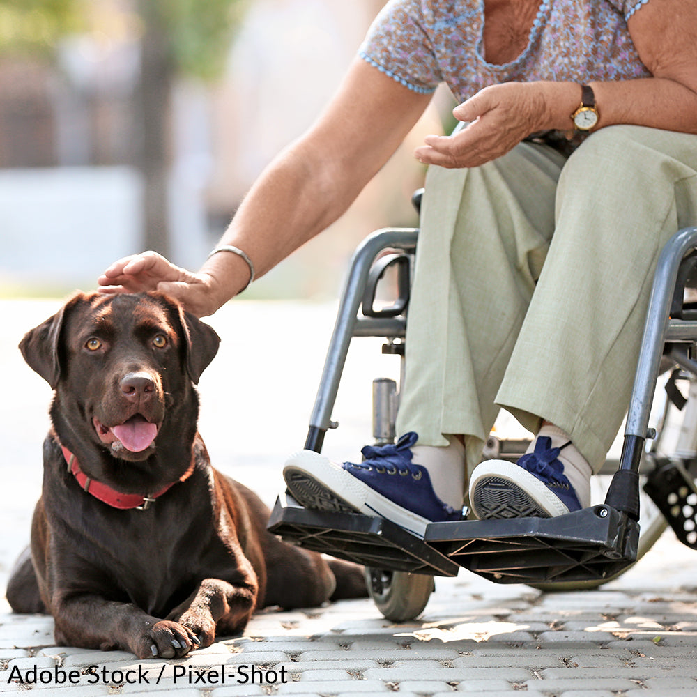 Helper Dogs Take the Assistance Dog Pledge | GreaterGood